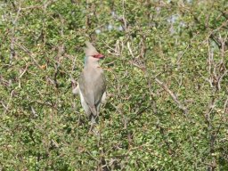 Western_Corridor2009-7